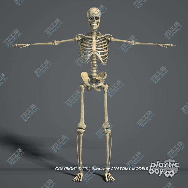 images/goods_img/20210312/Male Body, Skeletal and Muscular System Pack (Textured)/5.jpg